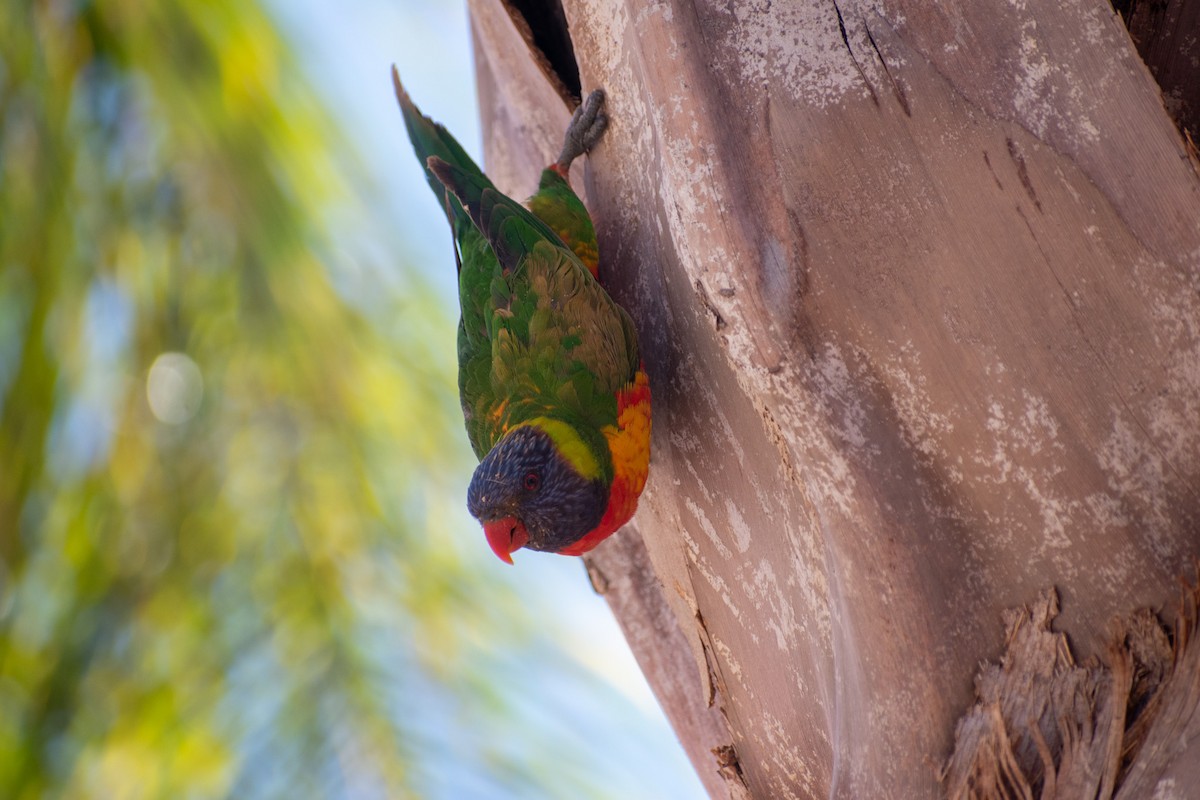 彩虹吸蜜鸚鵡 - ML648931050