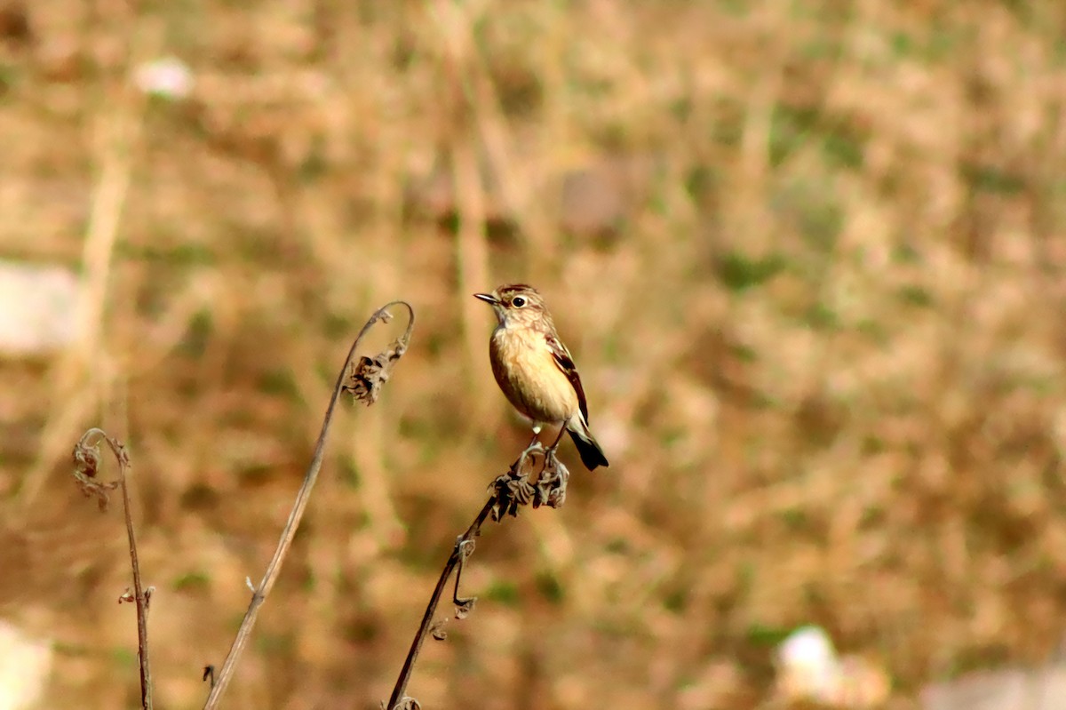 Siberian Stonechat - ML648931051
