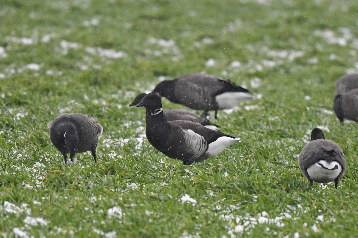 Brant (Black) - ML648931052