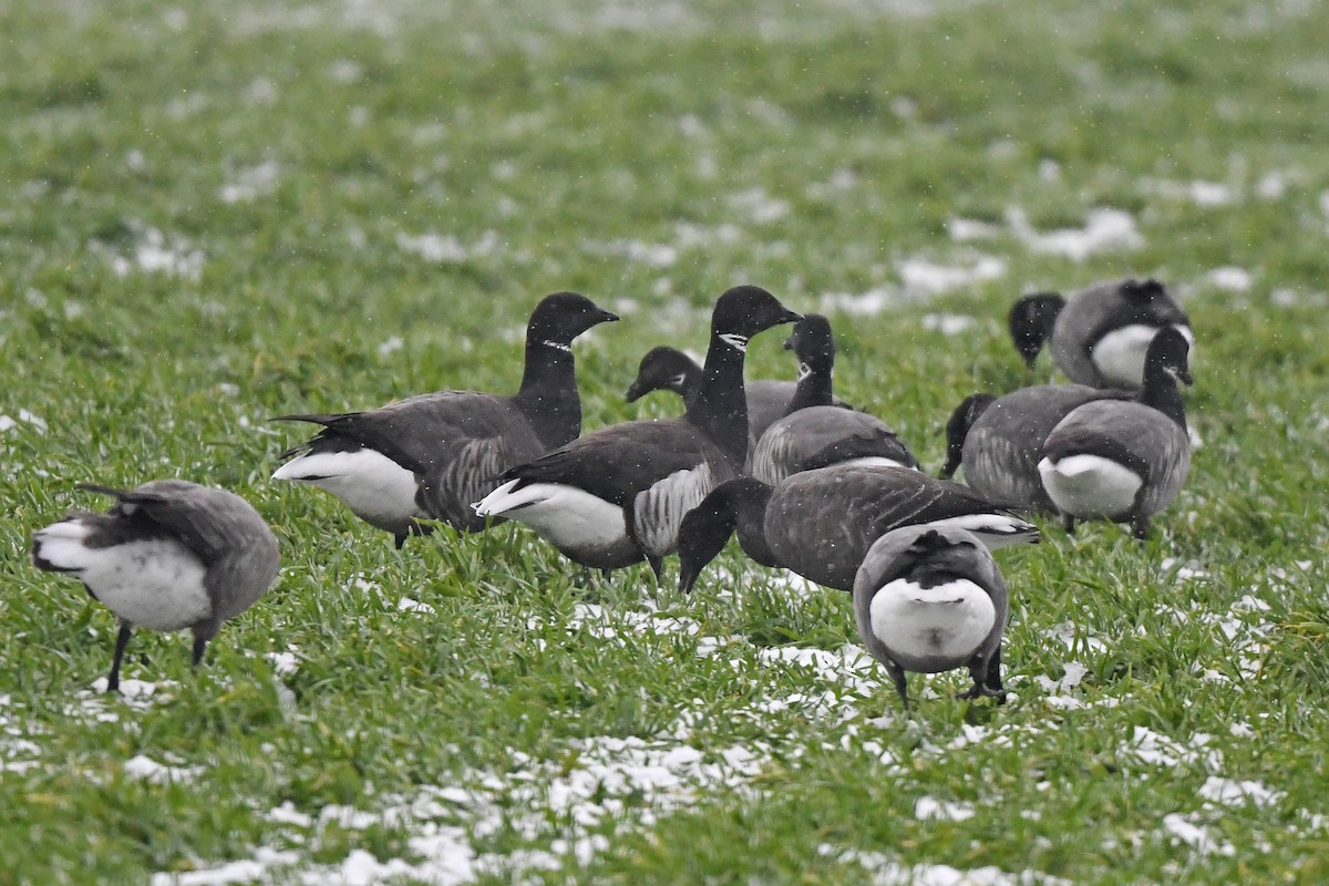 Brant (Black) - ML648931053