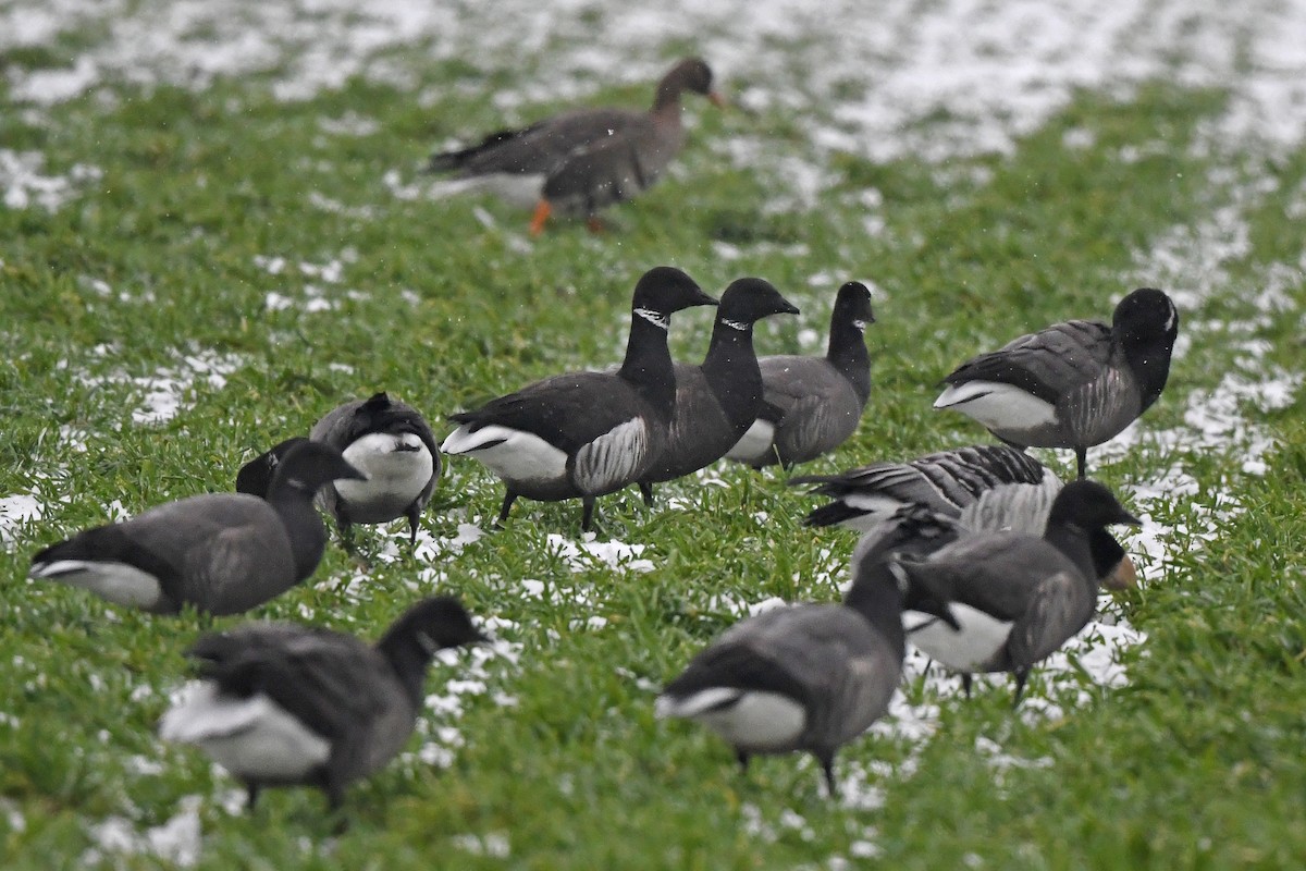 Brant (Black) - ML648931054