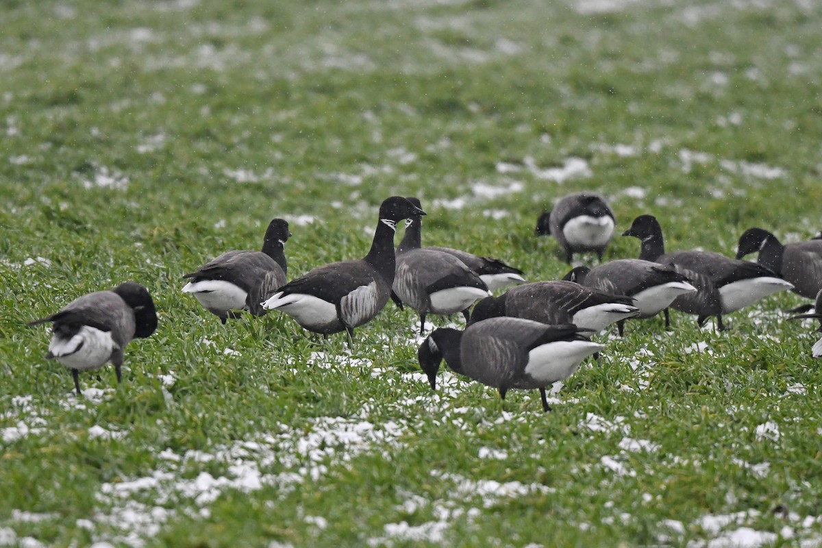 Brant (Black) - ML648931055