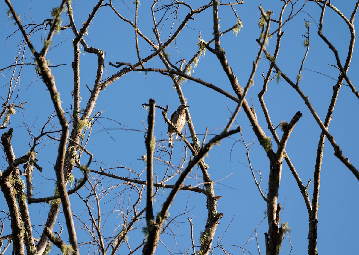 Regent Bowerbird - ML648931056