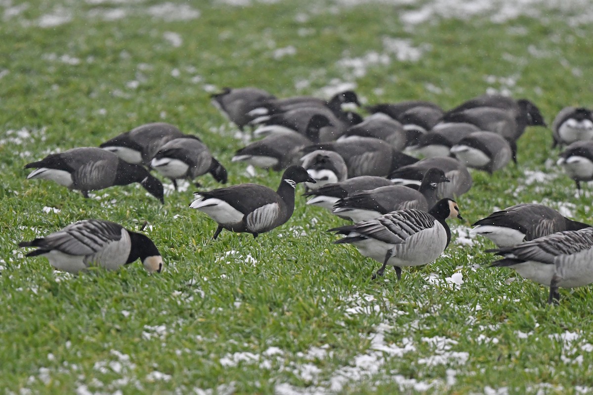 Brant (Black) - ML648931057