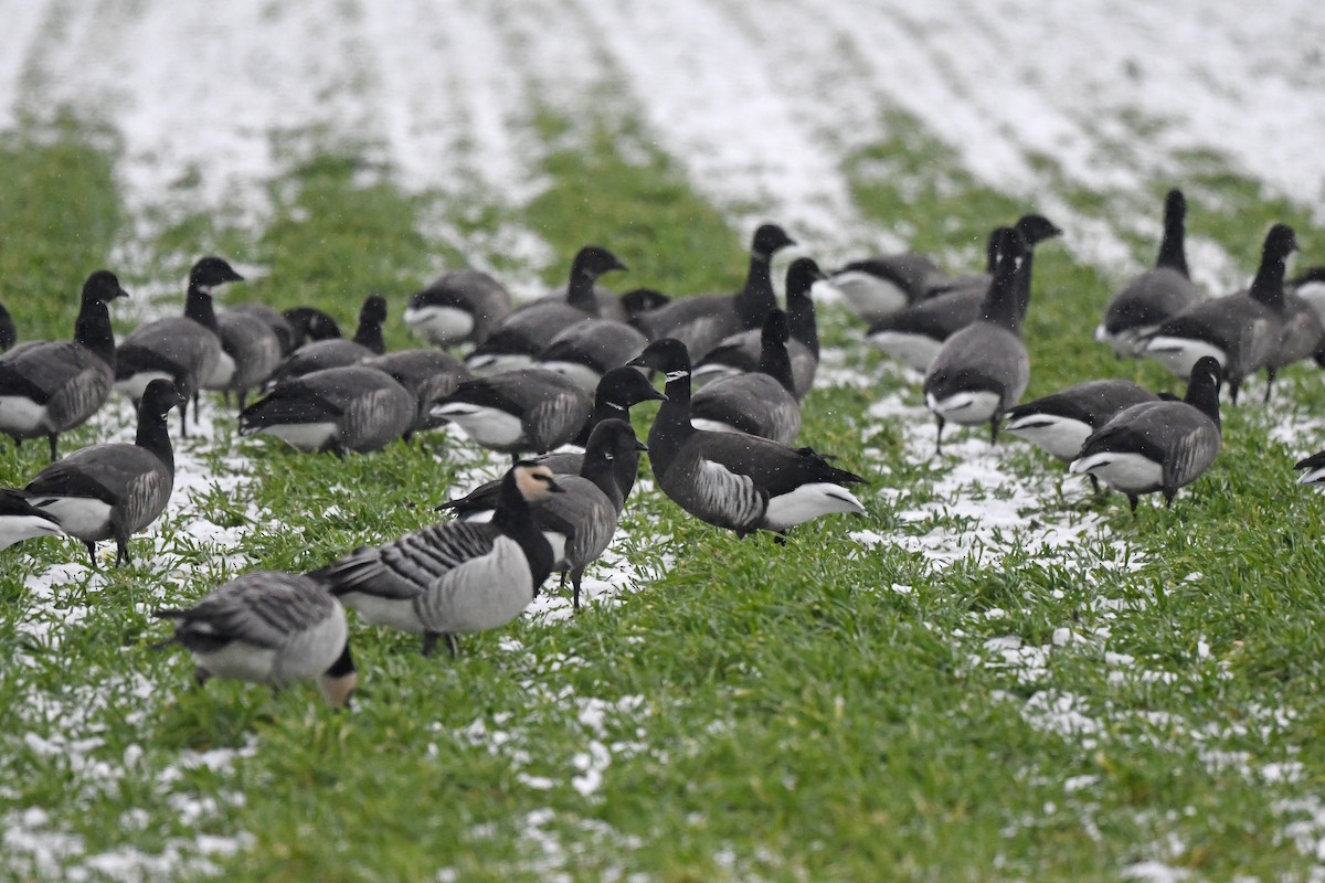 Brant (Black) - ML648931058