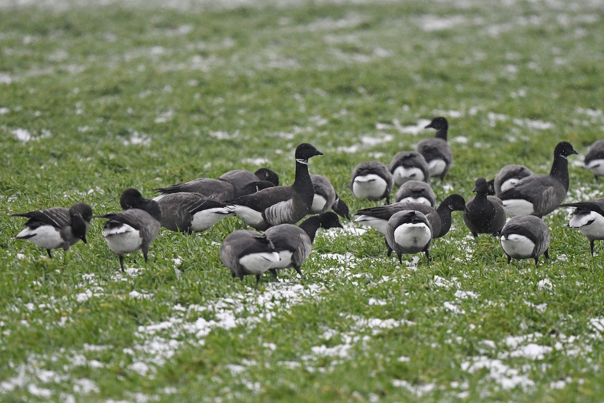 Brant (Black) - ML648931059