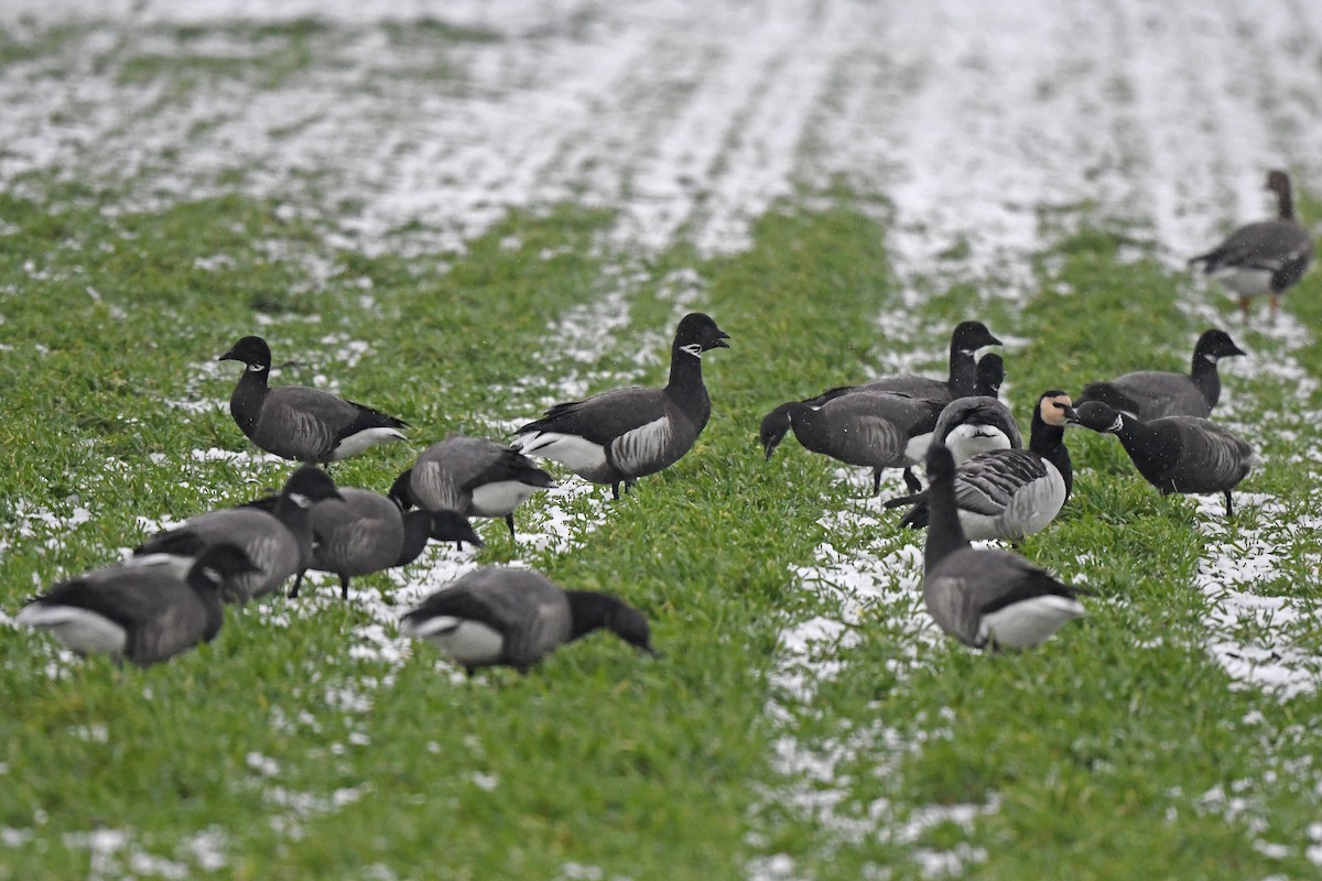 Brant (Black) - ML648931060