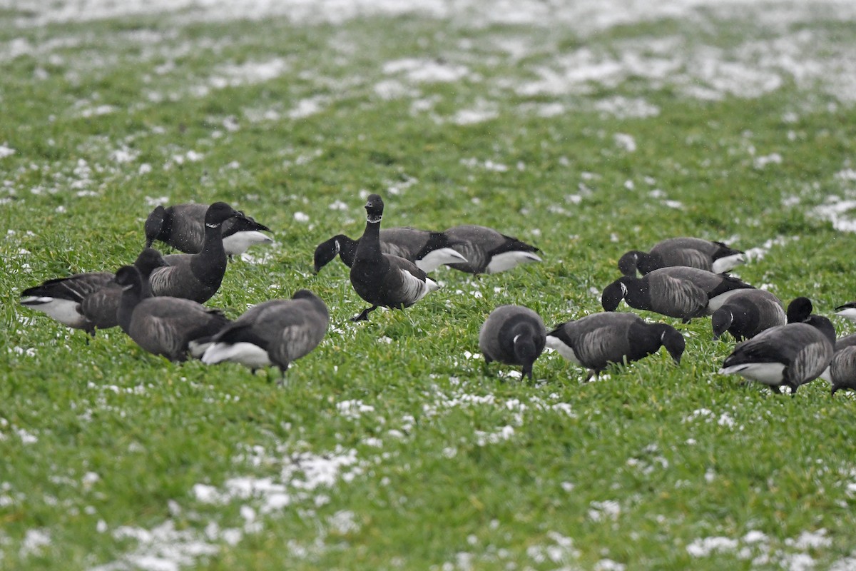 Brant (Black) - ML648931061