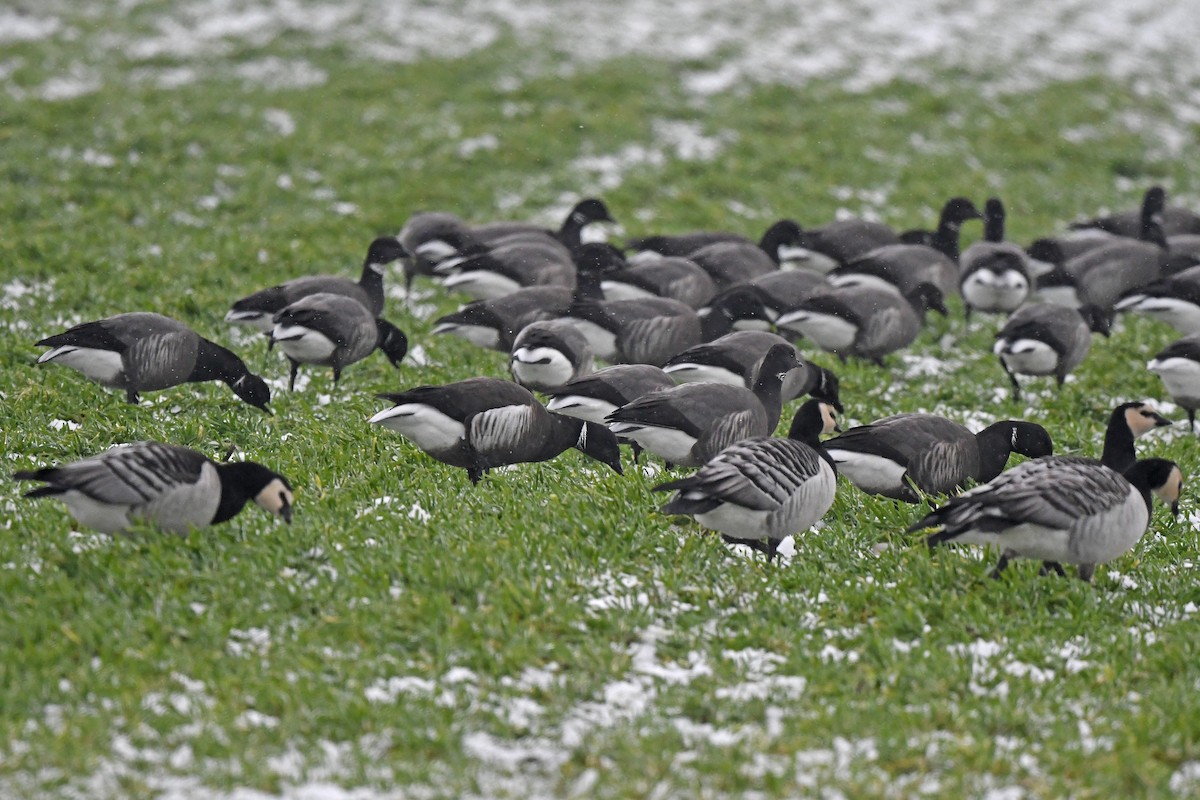 Brant (Black) - ML648931062