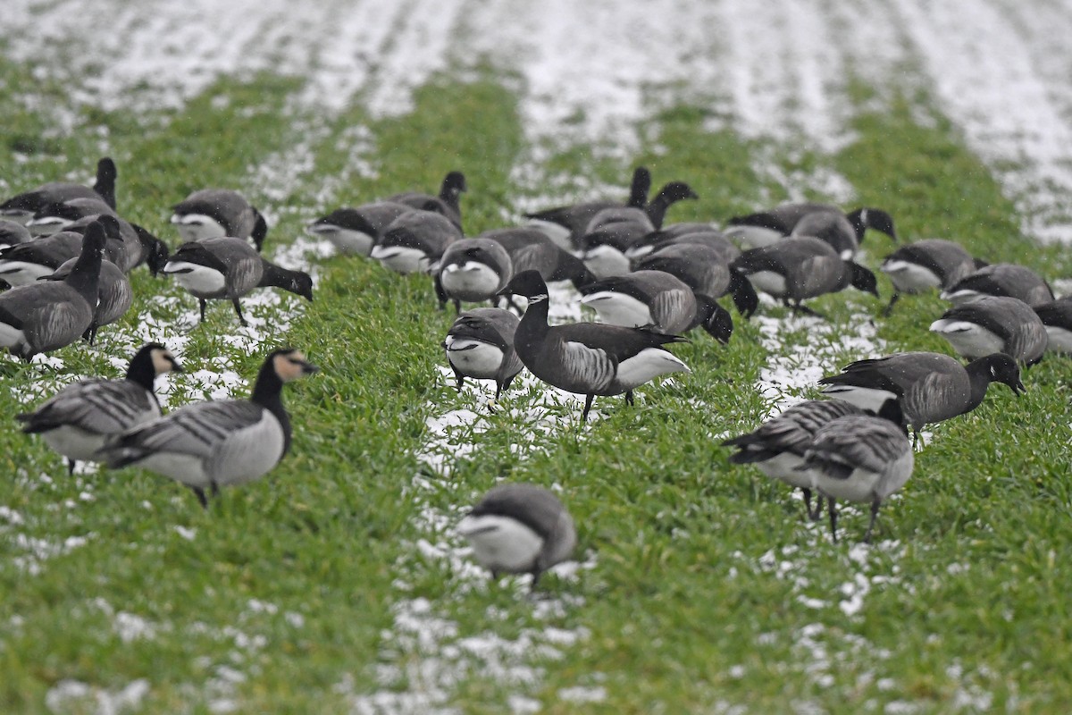 Brant (Black) - ML648931063