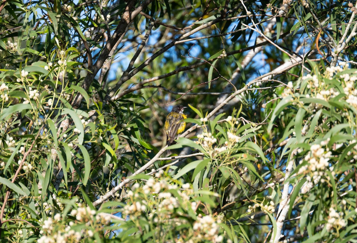 Golden Whistler - ML648931064