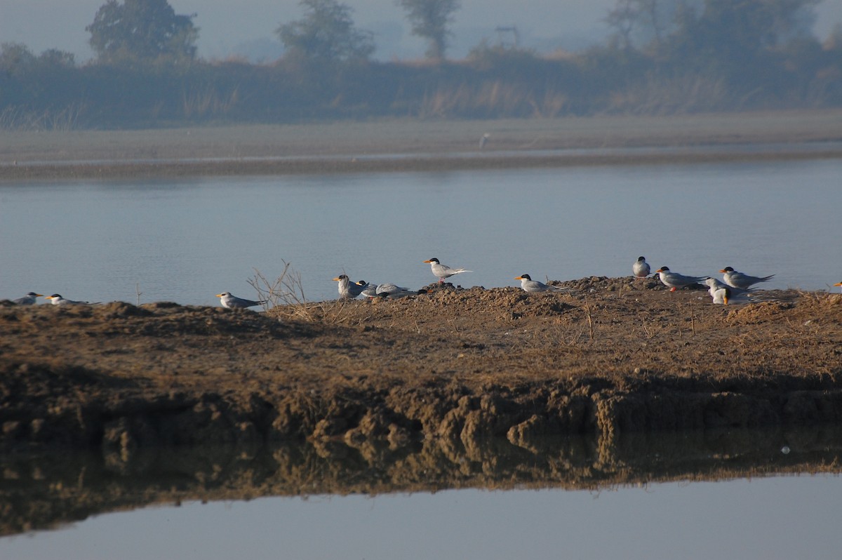 River Tern - ML648931066