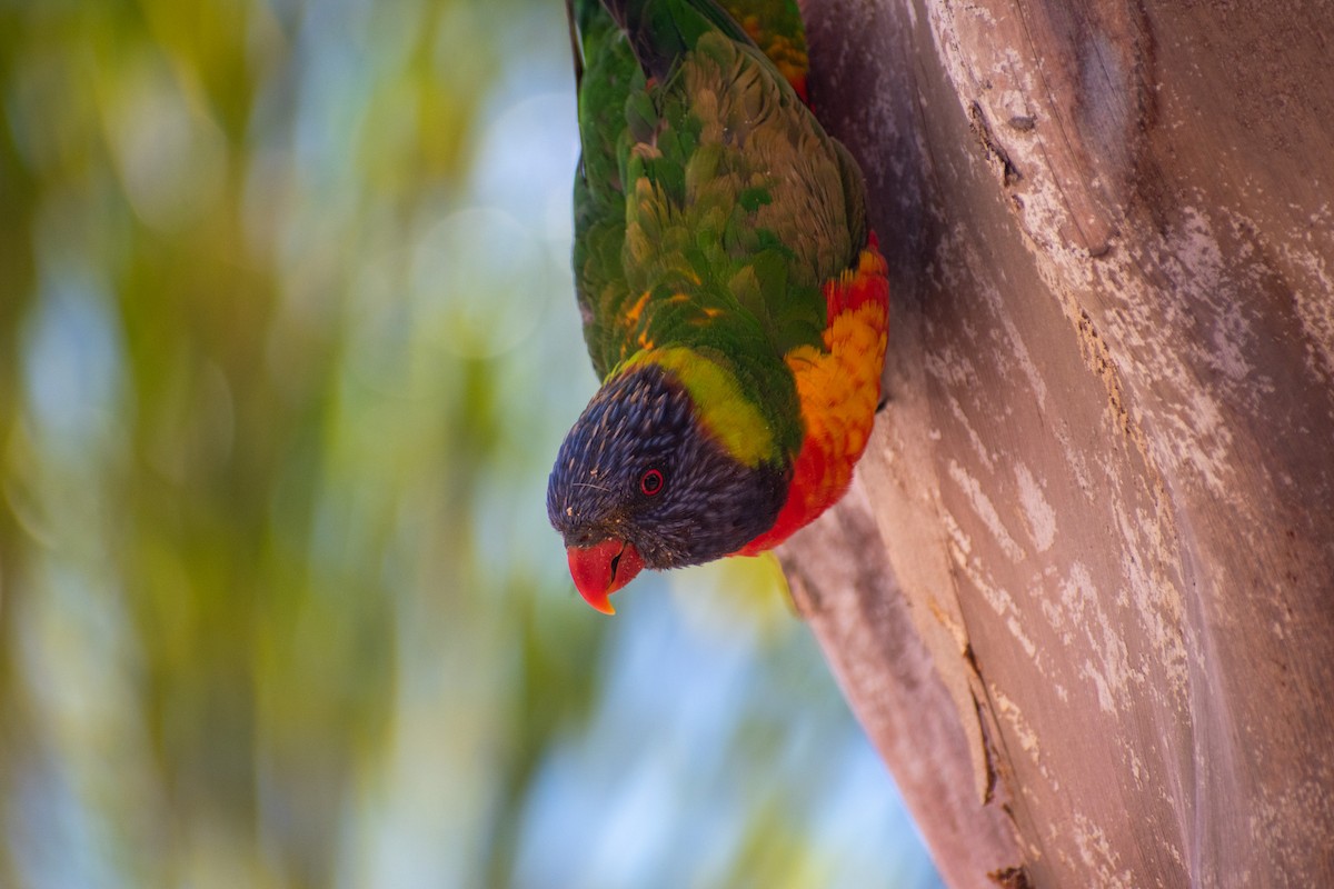 彩虹吸蜜鸚鵡 - ML648931067
