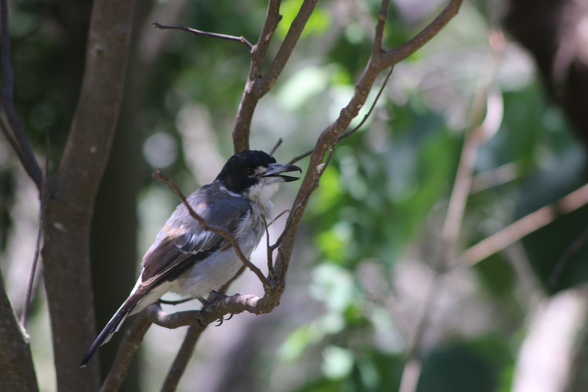 Gray Butcherbird - ML648931363