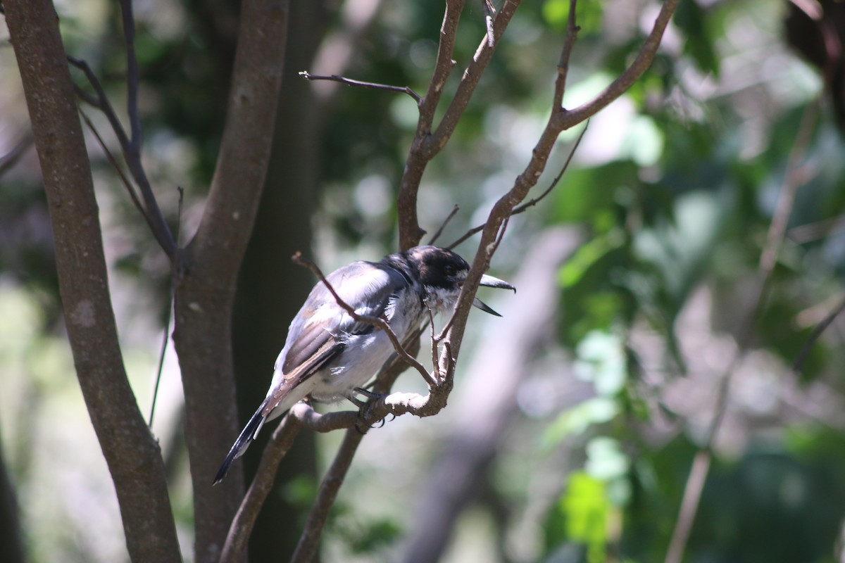 Gray Butcherbird - ML648931364
