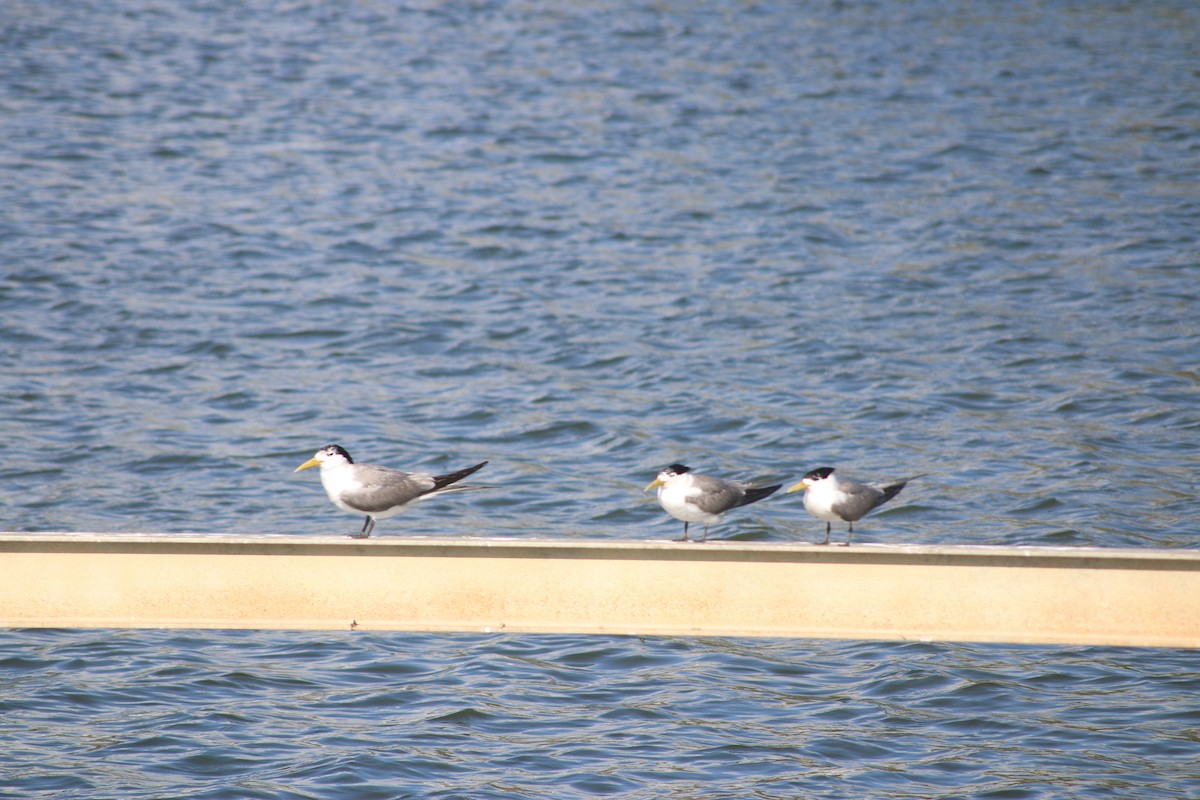 Great Crested Tern - ML648931367