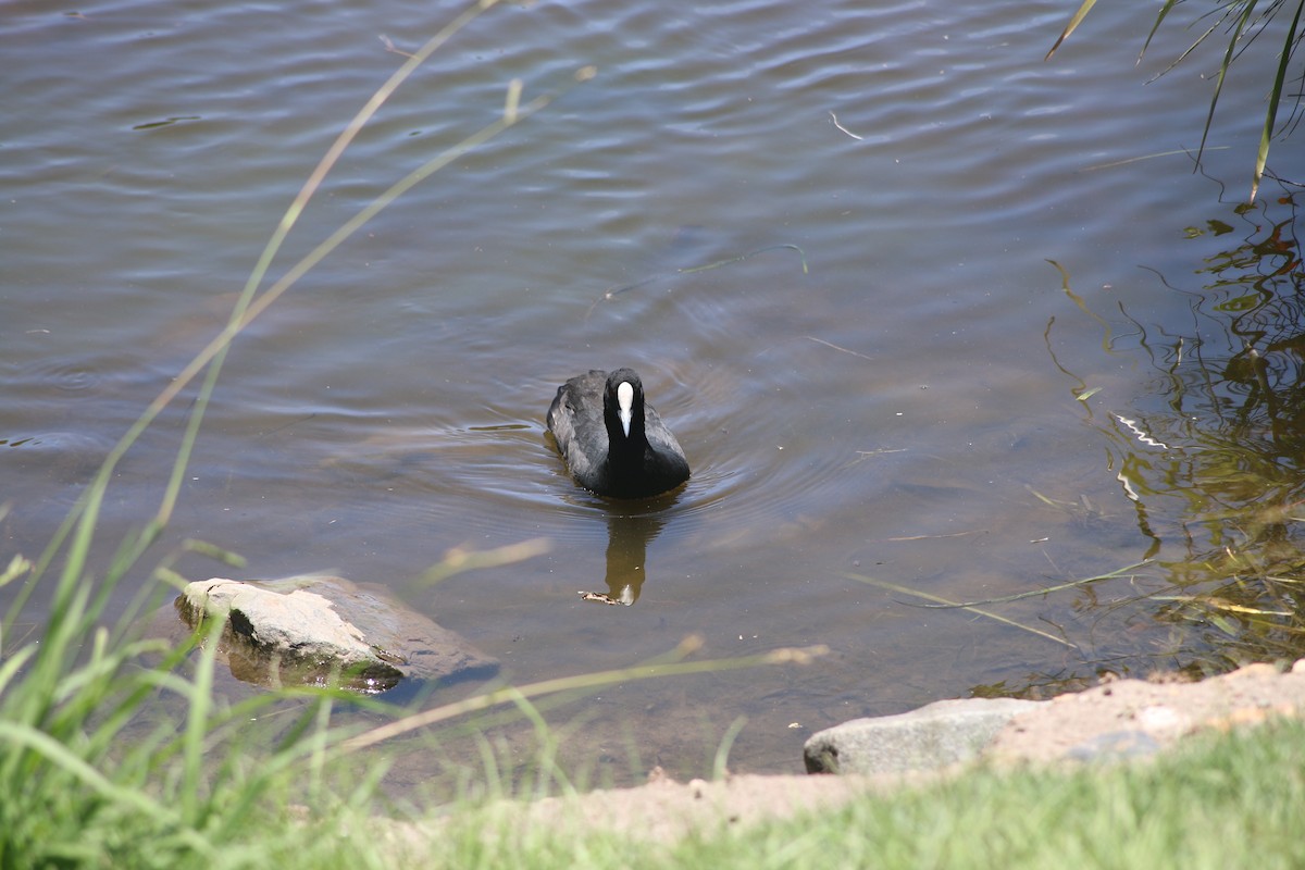Eurasian Coot - ML648931380