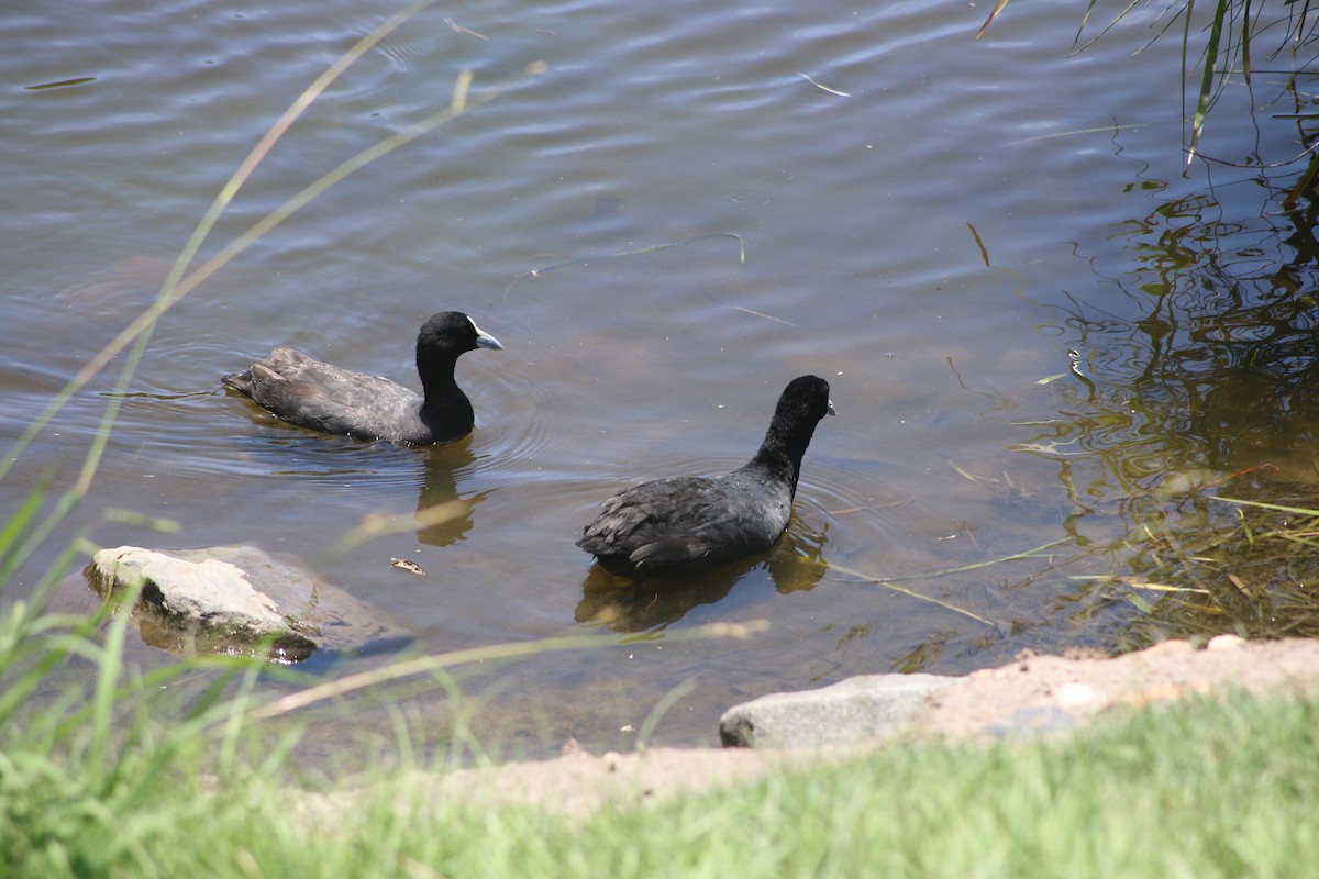 Eurasian Coot - ML648931381