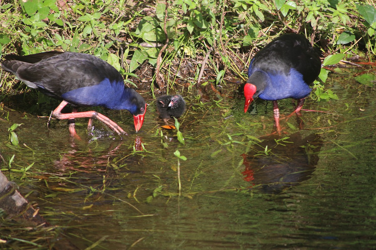 Australasian Swamphen - ML648931389
