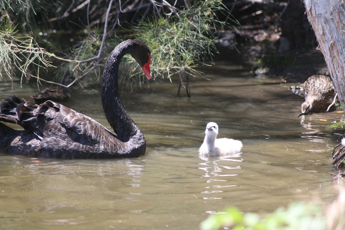 Black Swan - ML648931410