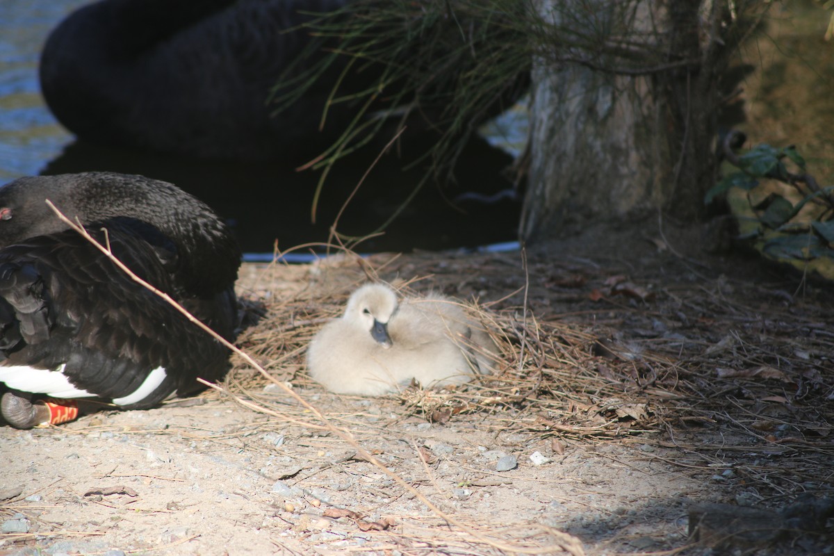 Black Swan - ML648931413