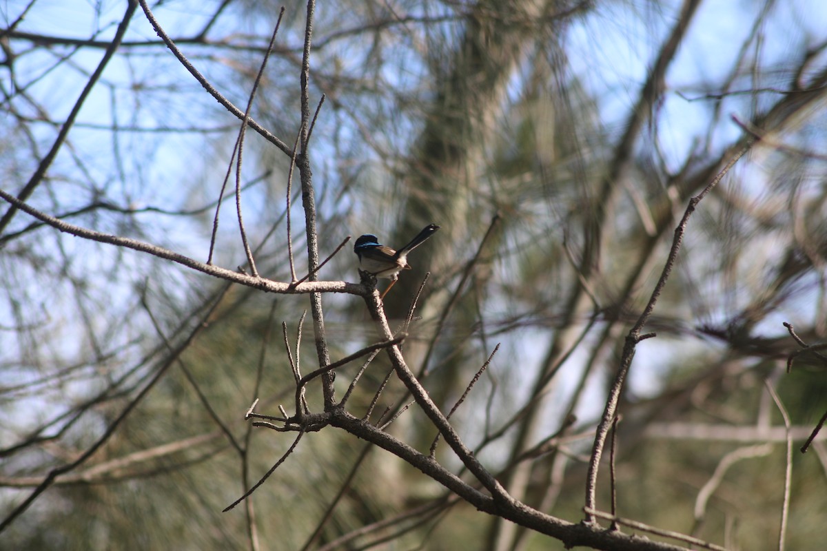 Superb Fairywren - ML648931421