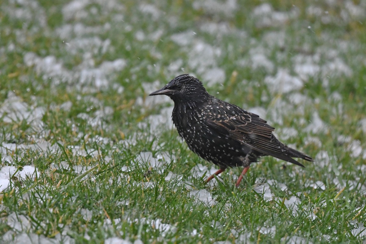 European Starling - ML648931489
