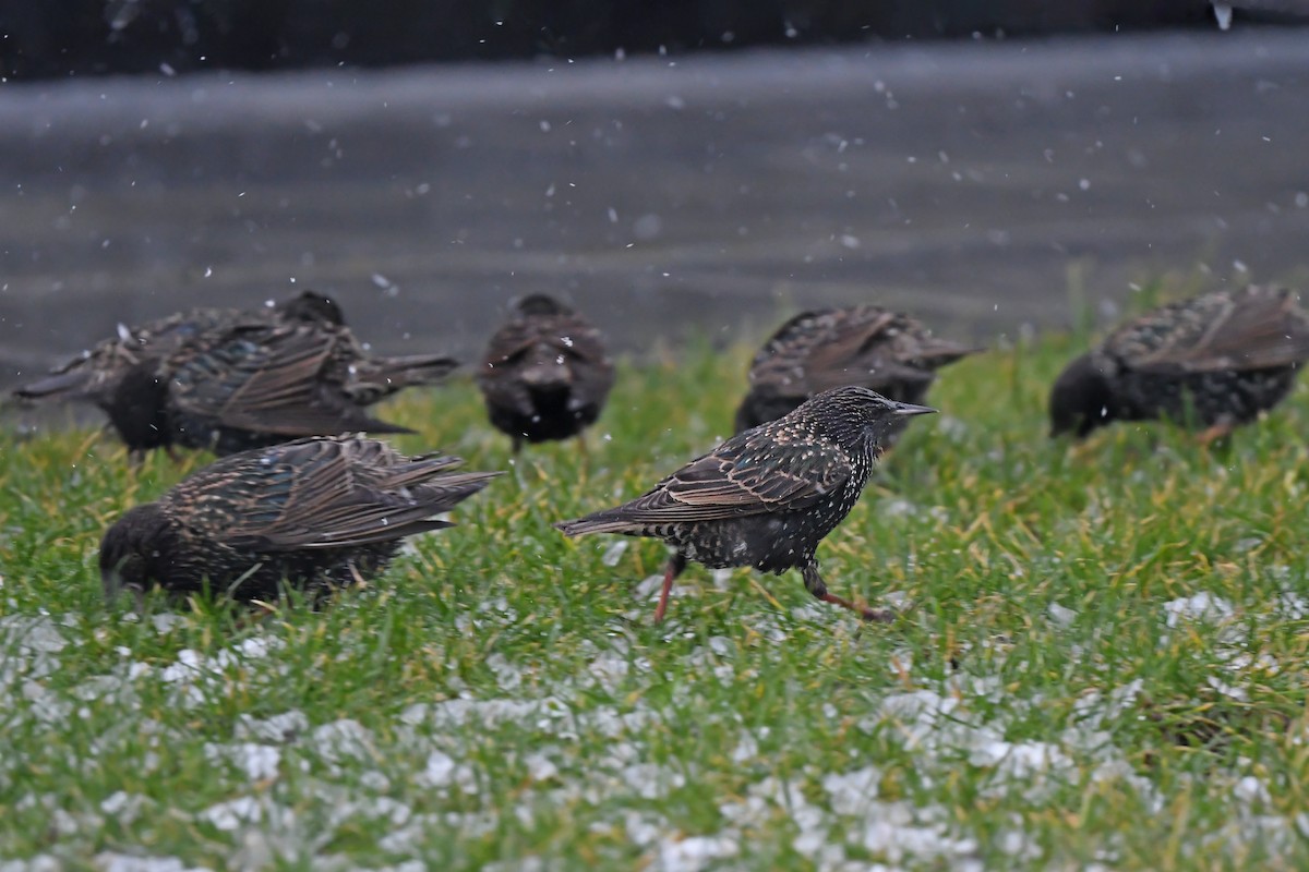 European Starling - ML648931490