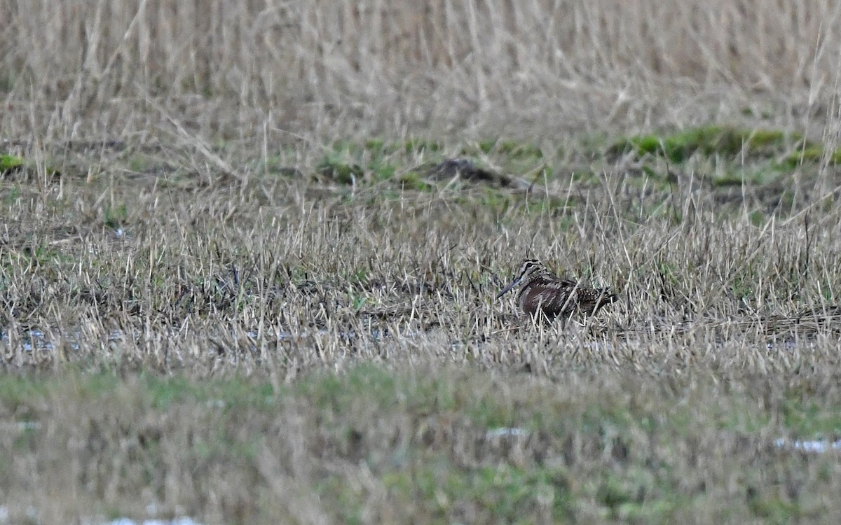 Eurasian Woodcock - ML648931598