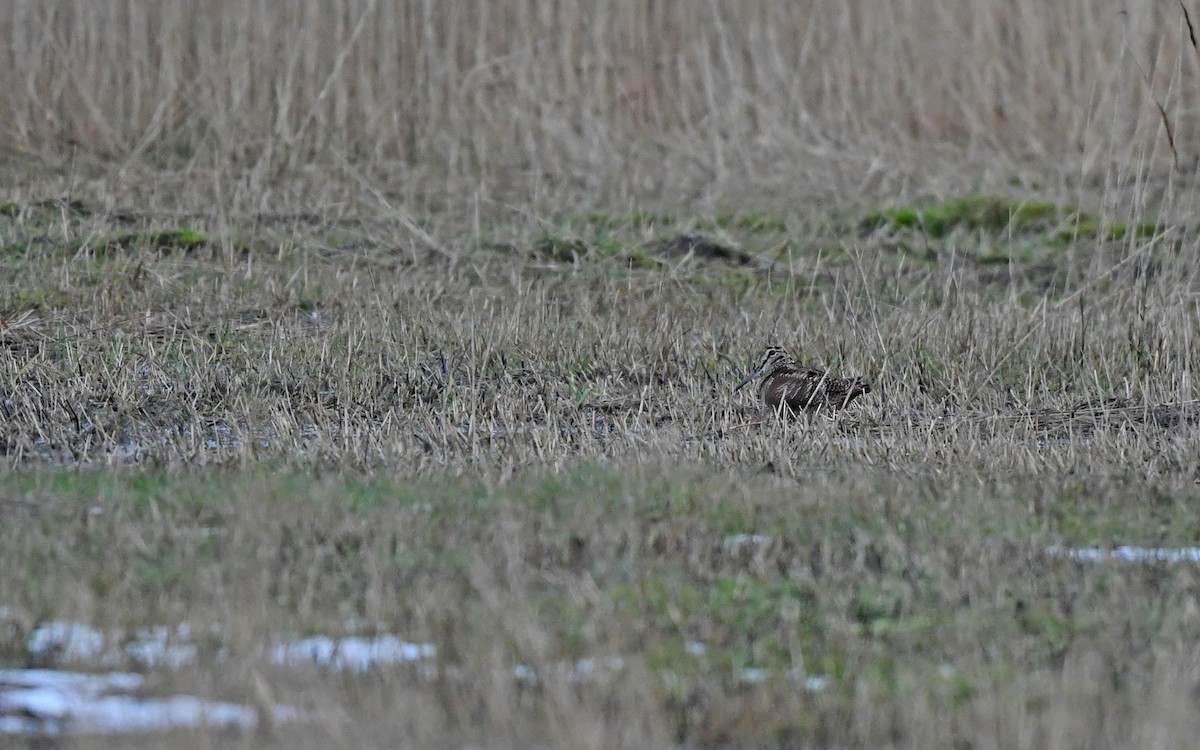 Eurasian Woodcock - ML648931600