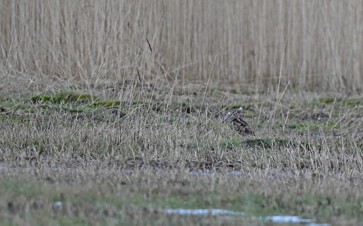 Eurasian Woodcock - ML648931601