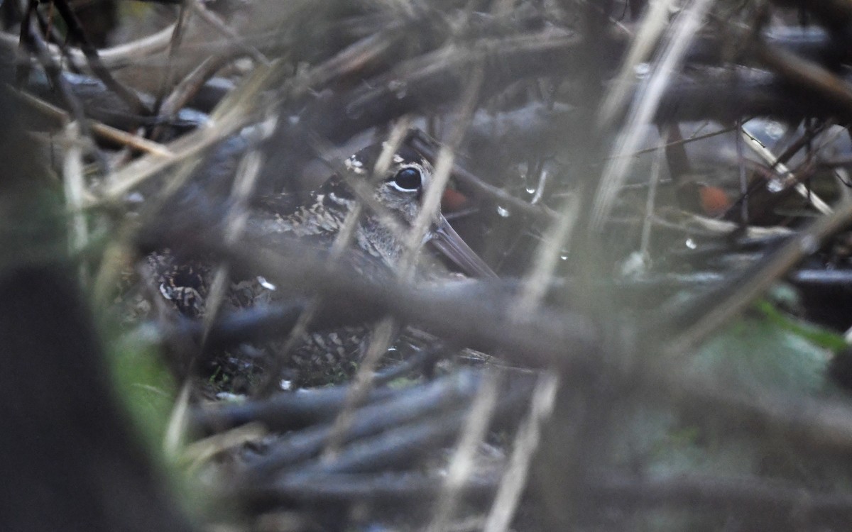 Eurasian Woodcock - ML648931602