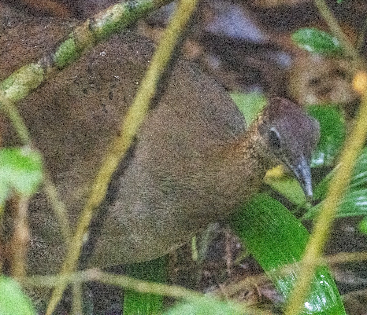 Great Tinamou - ML648931855