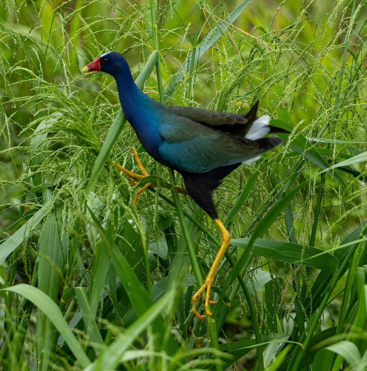 Purple Gallinule - ML648931892
