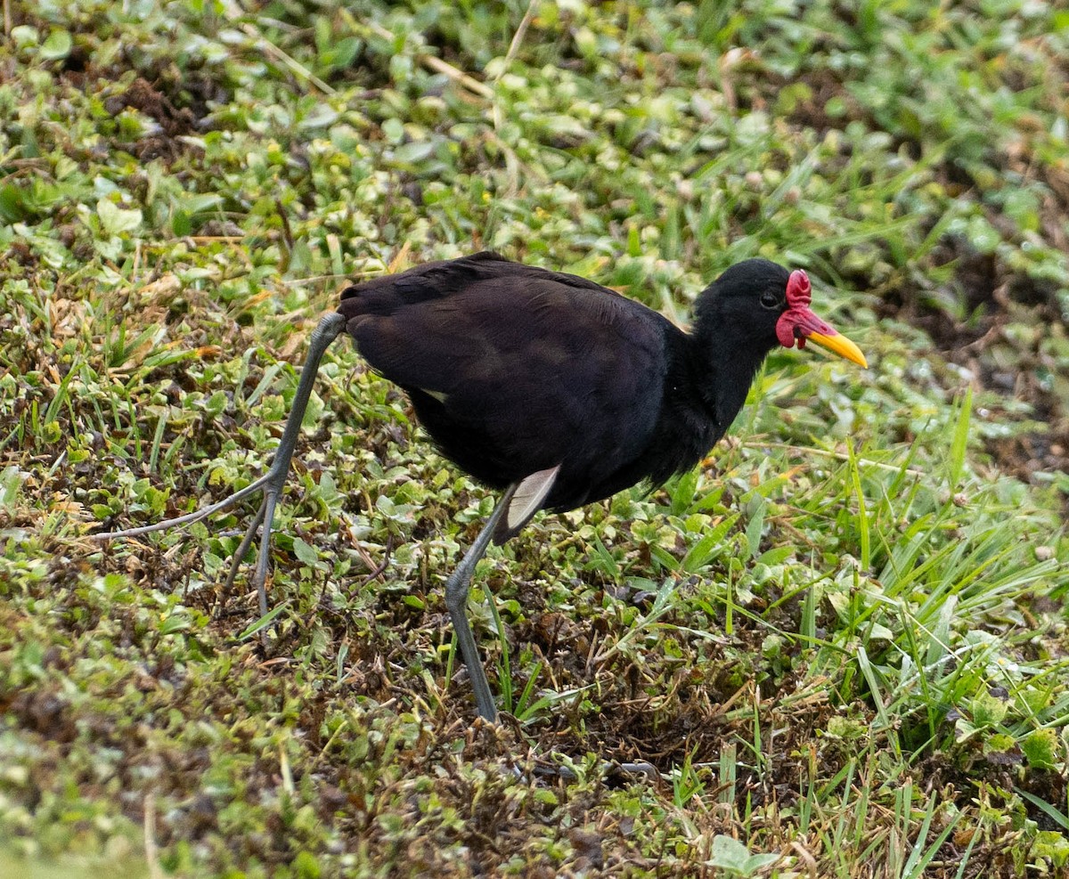Wattled Jacana (Black-backed) - ML648931904