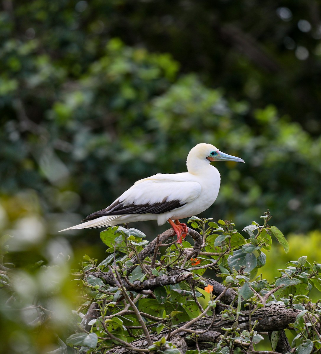 Red-footed Booby - ML648932080
