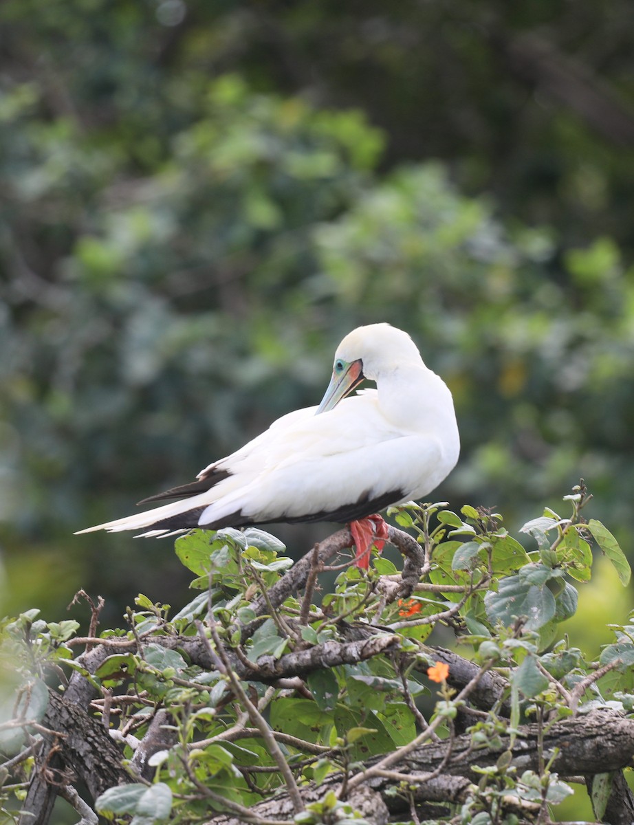 Red-footed Booby - ML648932081