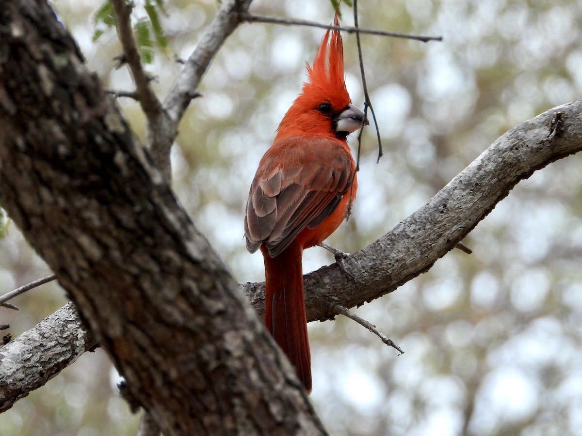 Vermilion Cardinal - ML648932144