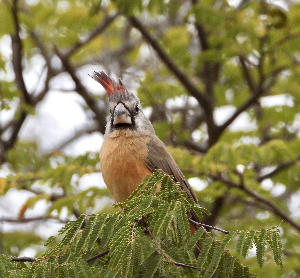 Vermilion Cardinal - ML648932145