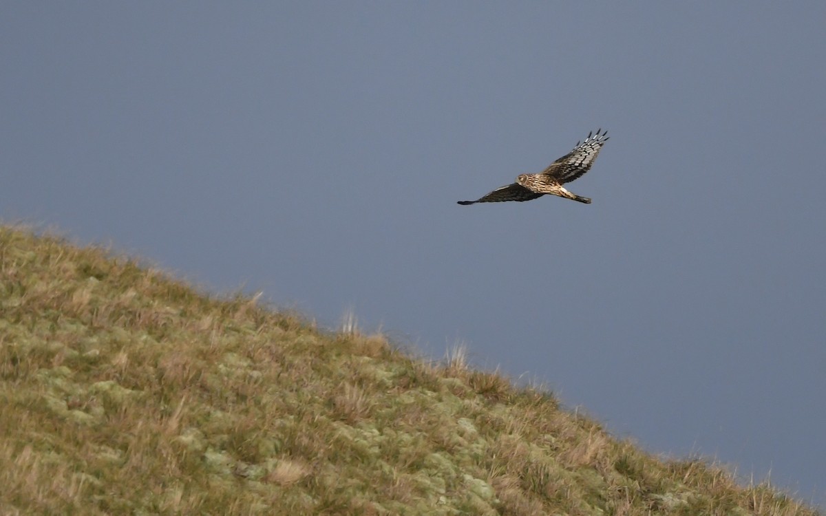 Hen Harrier - ML648932169