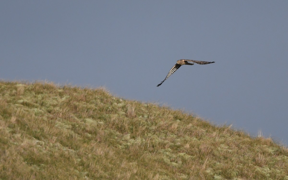 Hen Harrier - ML648932170