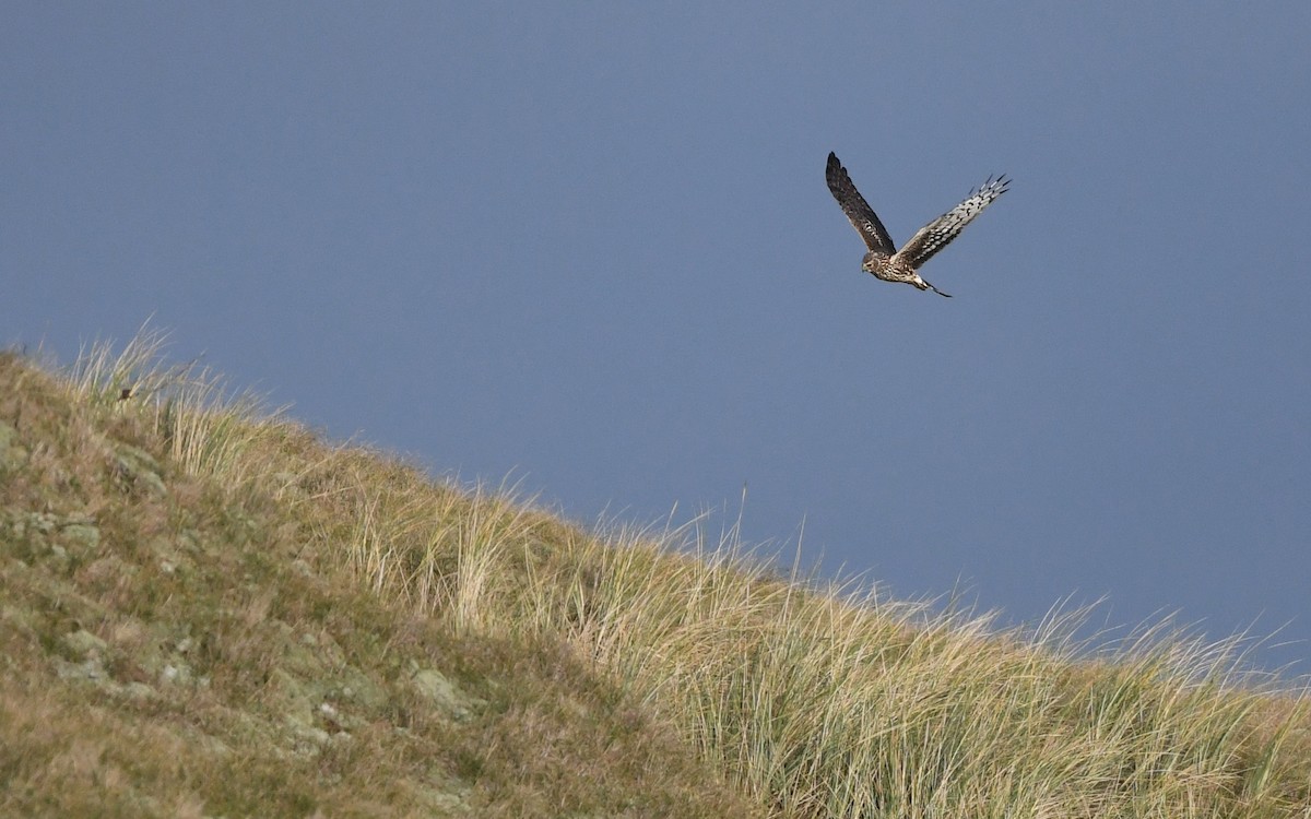 Hen Harrier - ML648932171