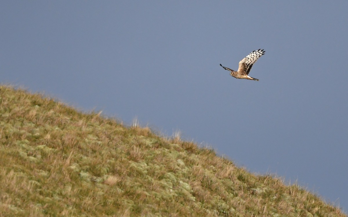 Hen Harrier - ML648932172