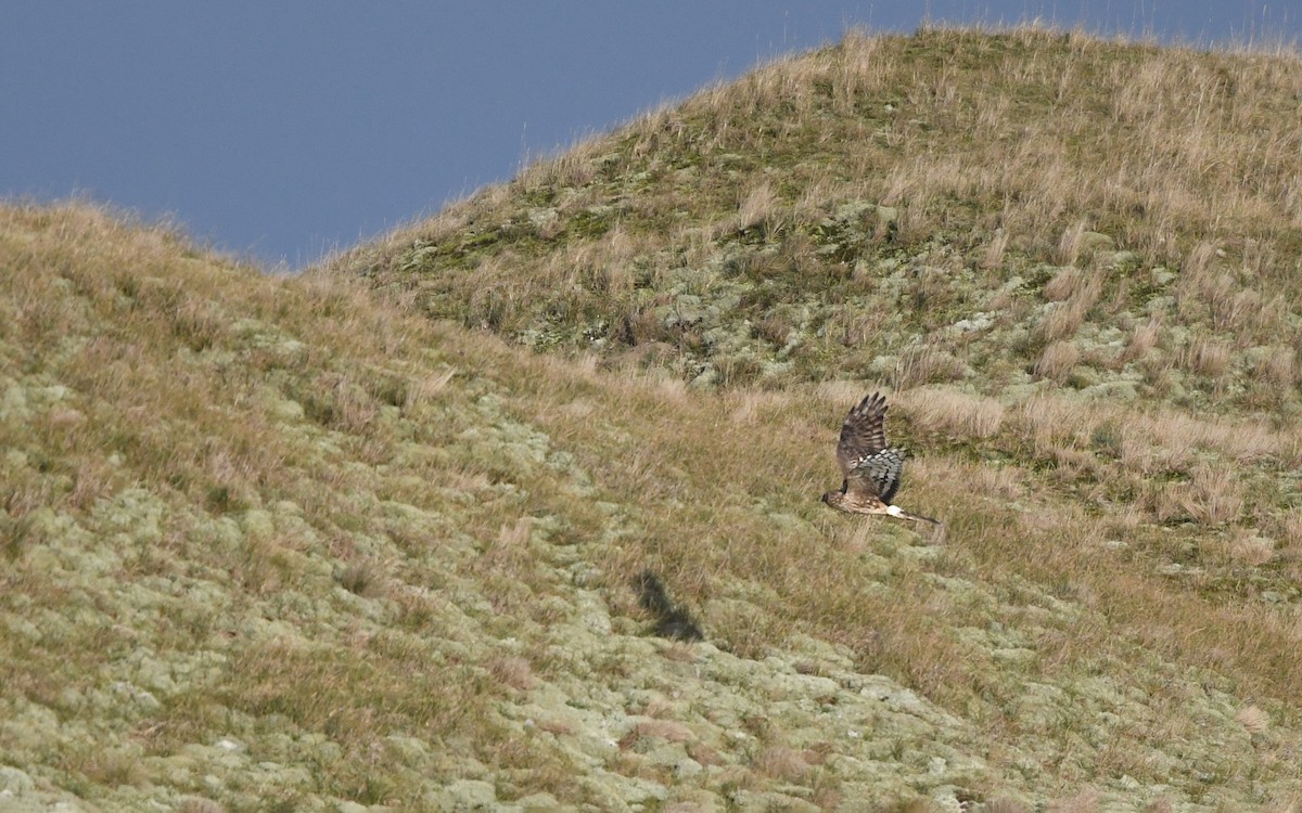 Hen Harrier - ML648932173