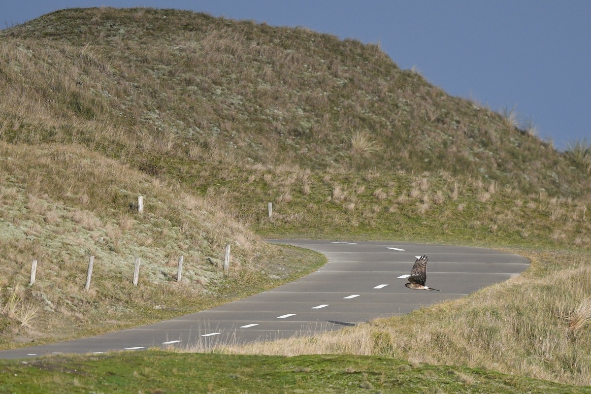 Hen Harrier - ML648932174