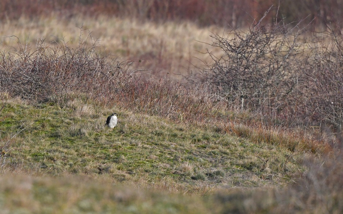 Eurasian Sparrowhawk - ML648932177