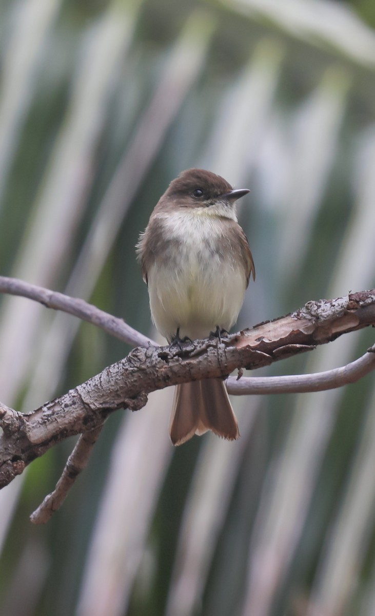 Eastern Phoebe - ML648932182