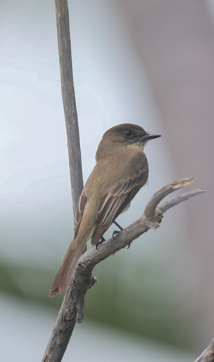 Eastern Phoebe - ML648932184