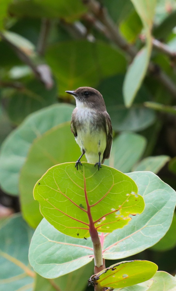 Eastern Phoebe - ML648932186