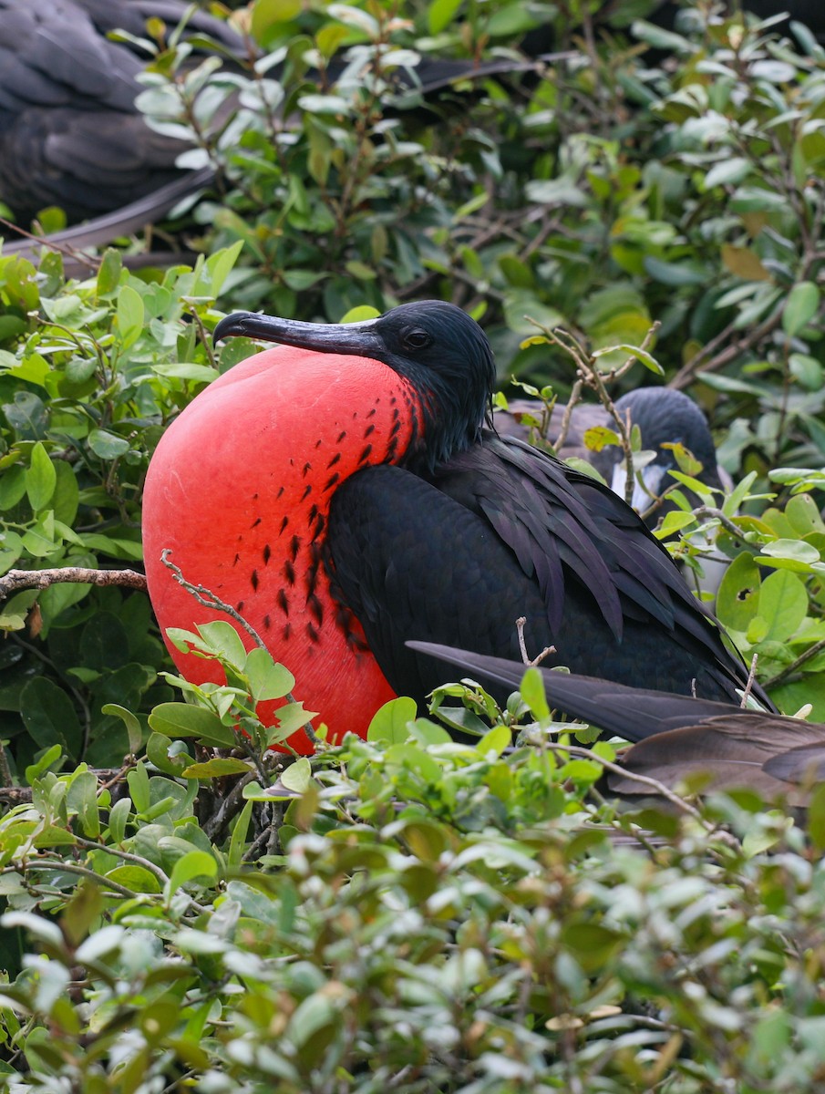 Magnificent Frigatebird - ML648932195